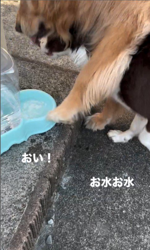 水を飲もうと割り込むるた君3