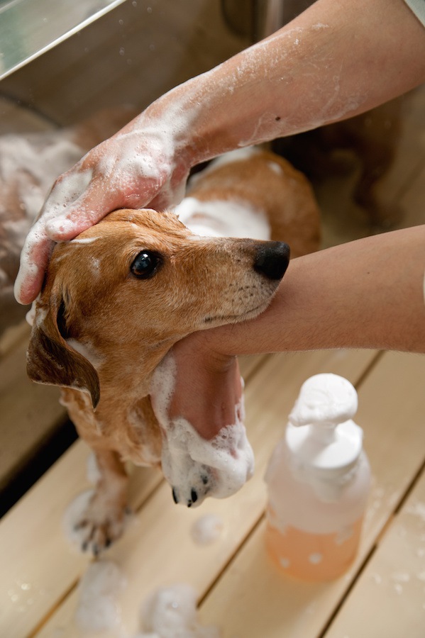 シャンプーされている犬