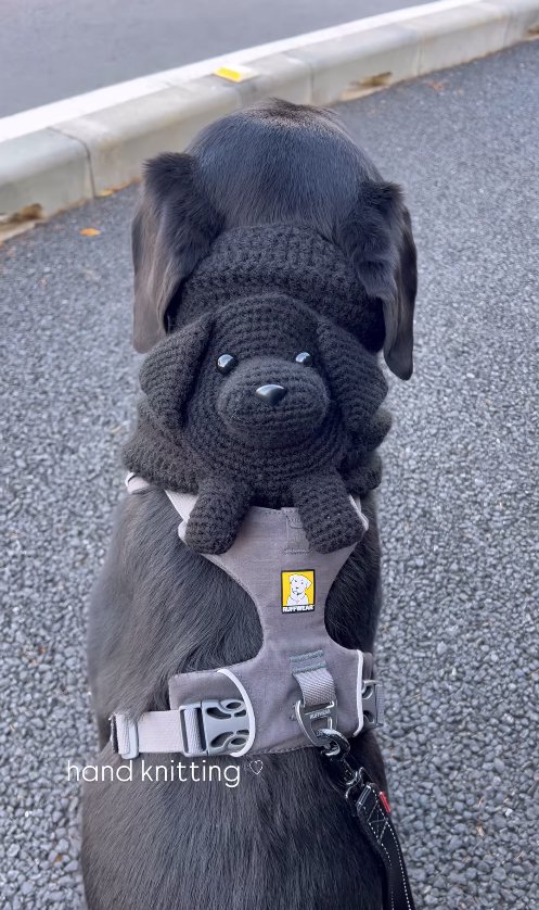 黒ラブのネックウォーマーをつけて後ろを向いている犬