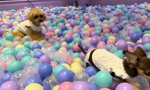 ボールの中を歩いていく妹犬