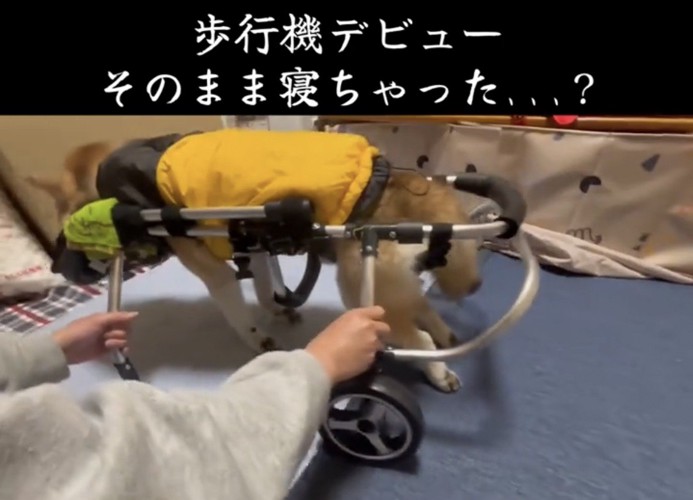 歩行器に身を預ける犬