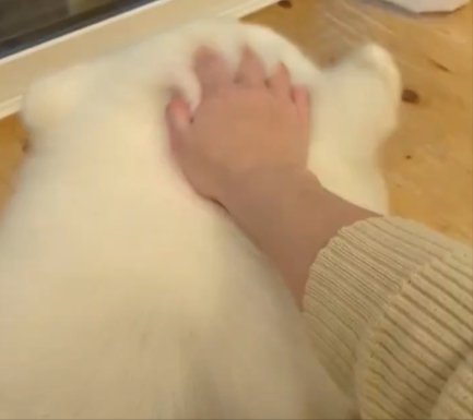 サモエド