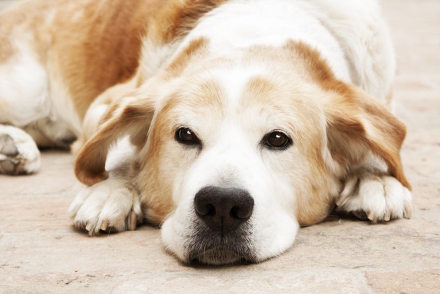 リラックスしている犬