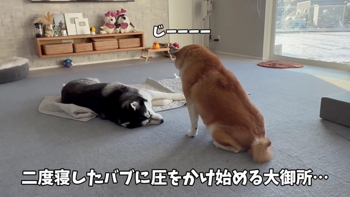 おもちくんとおこめくん