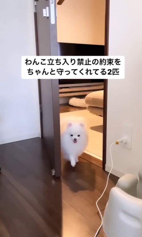 寝室を覗くぺこちゃん