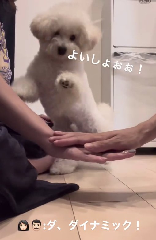 飼い主の重ねた手の奥で立ち上がって正面を見ている白い犬
