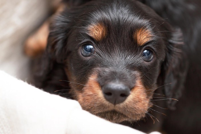 ダックスフンドの子犬