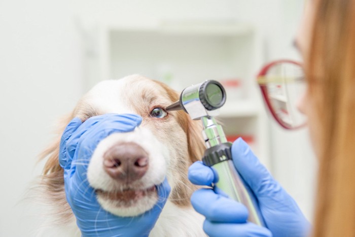 目の治療を受ける犬