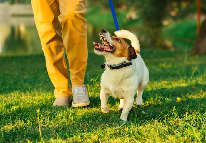 散歩中に飼い主を見つめる犬