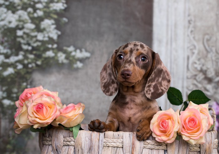 ピンクの薔薇の花とカニンヘンダックスフンドの幼犬