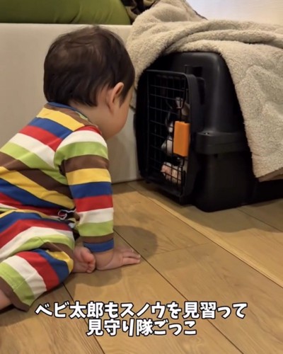 クレートの中をのぞく赤ちゃん