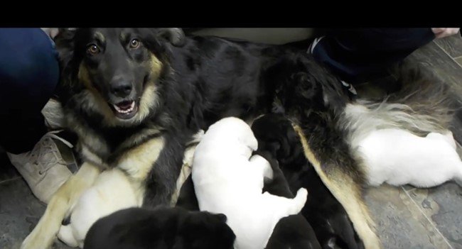 母犬と子犬たち