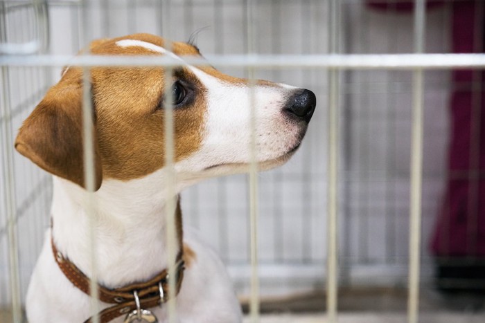 ケージ越しに外を見つめる犬の顔