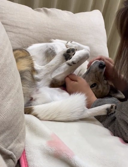 撫でられるくっきーちゃん