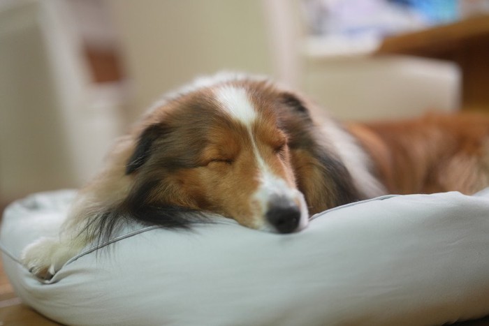 眠るシェルティ
