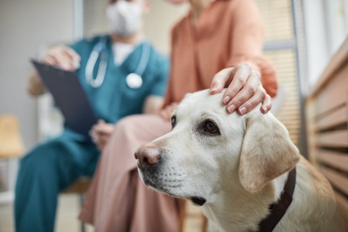 犬と話をする獣医と女性