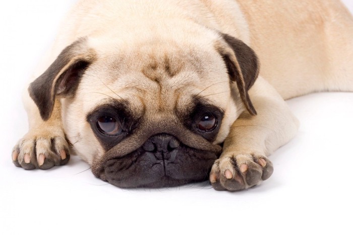 伏せて上目遣いになっている犬