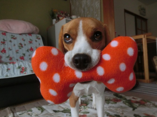 おもちゃをくわえた愛犬