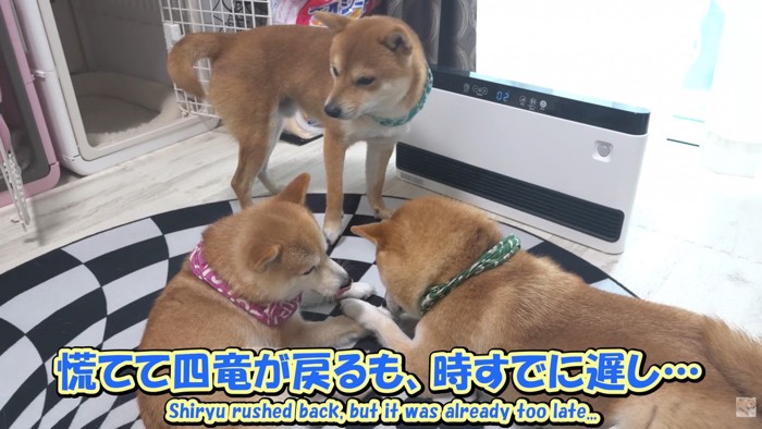 幾三くんに場所を取られてしまいました！