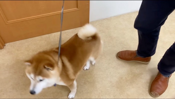 リードに繋がれた犬%注射が終わって、強気になってしまうらんまる君なのでした