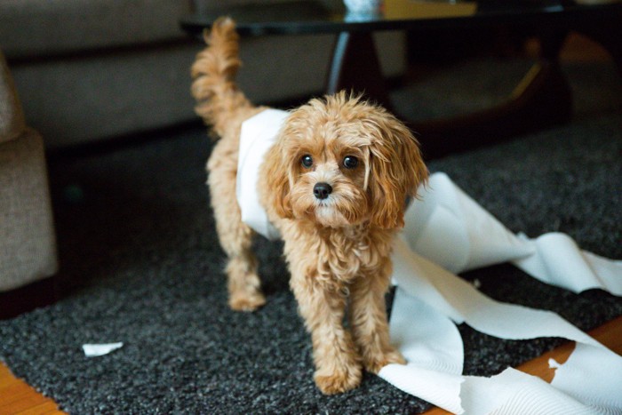 トイレットペーパーに絡まる犬