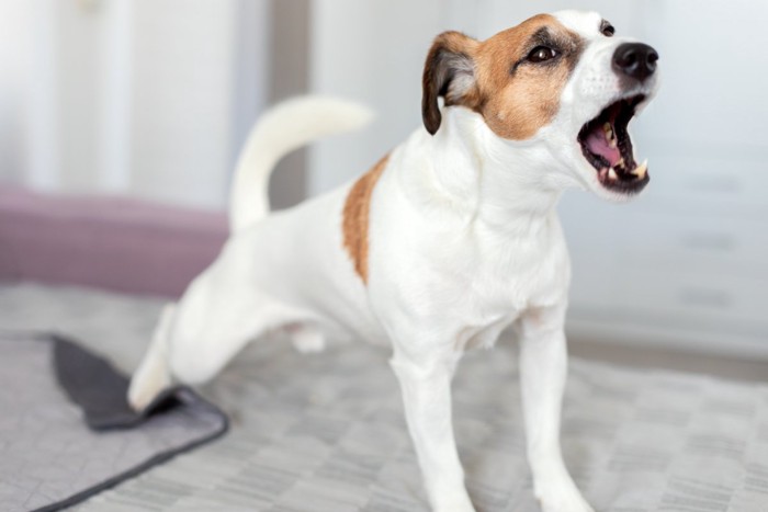 鳴く犬
