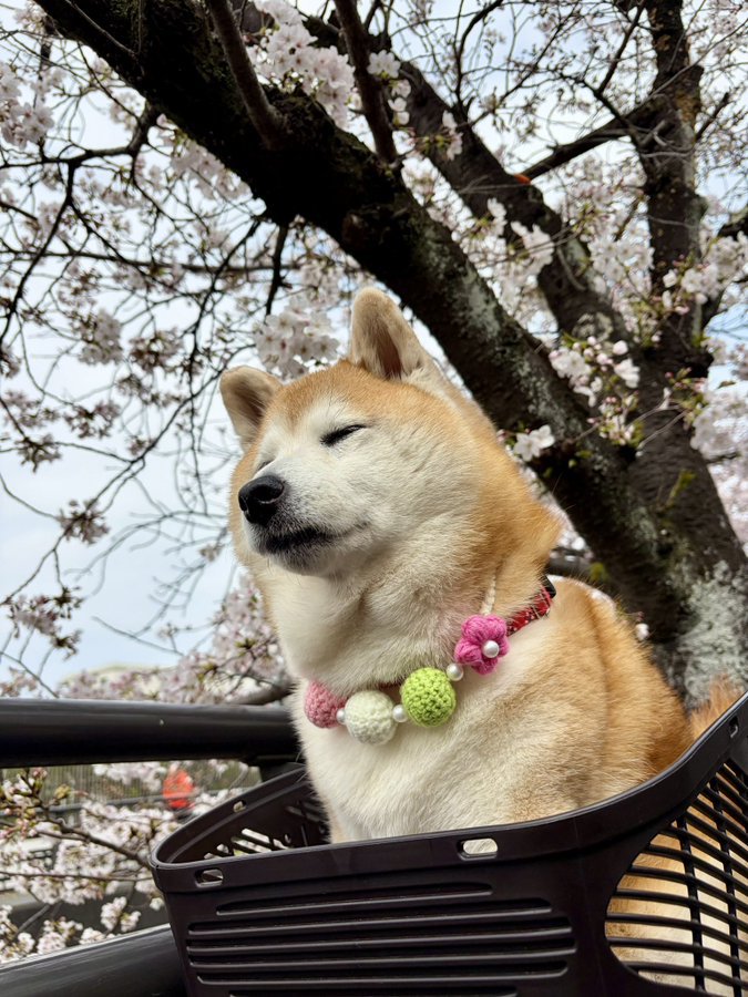 お散歩