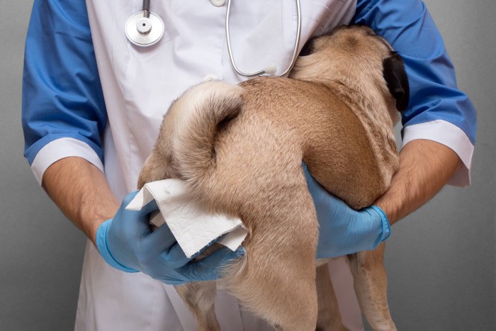 獣医師に肛門腺を絞られている犬