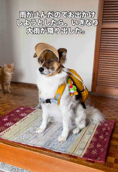 気合いを入れてお散歩に
