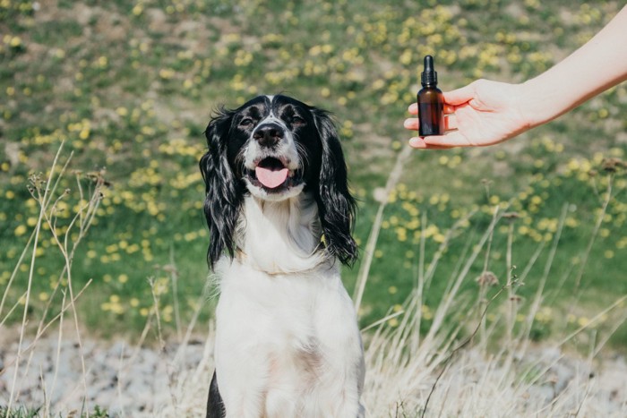 屋外にいる犬と精油の瓶を持つ人の手