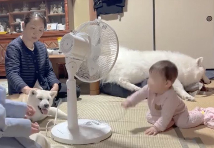 近づいてくる赤ちゃんを見る犬