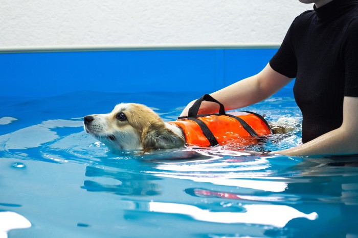 プールで泳ぐ犬