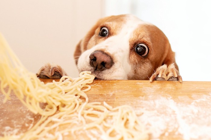 つまみ食いする犬