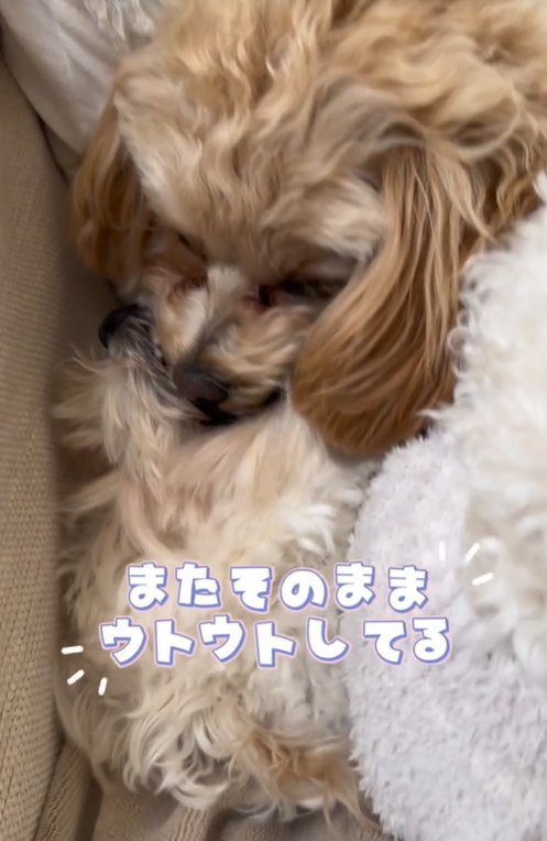 ボールを取り合う小型犬達