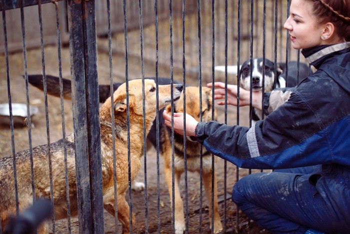 収容されている犬と女性