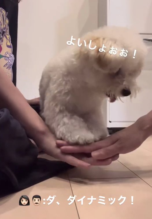 飼い主の重ねた手の上に両前足を乗せる白い犬