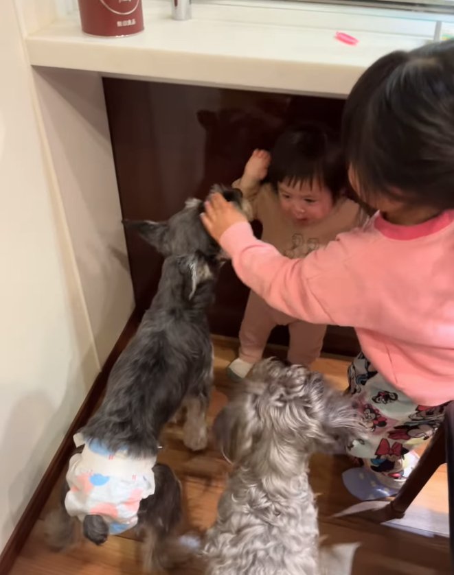 上の子に顔を触られている犬とその隣にいる犬