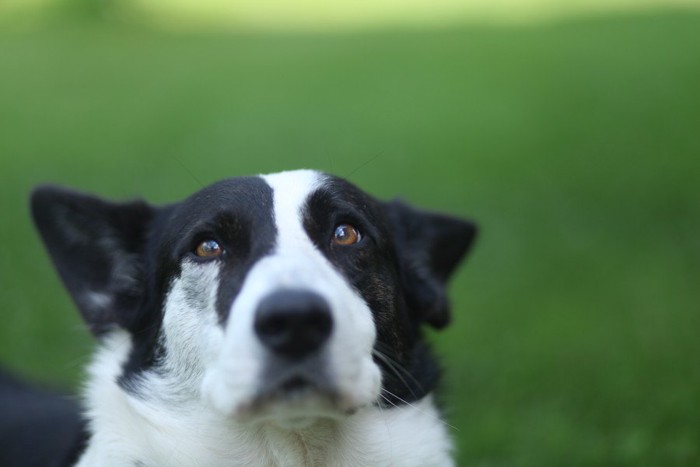 不安な表情の犬