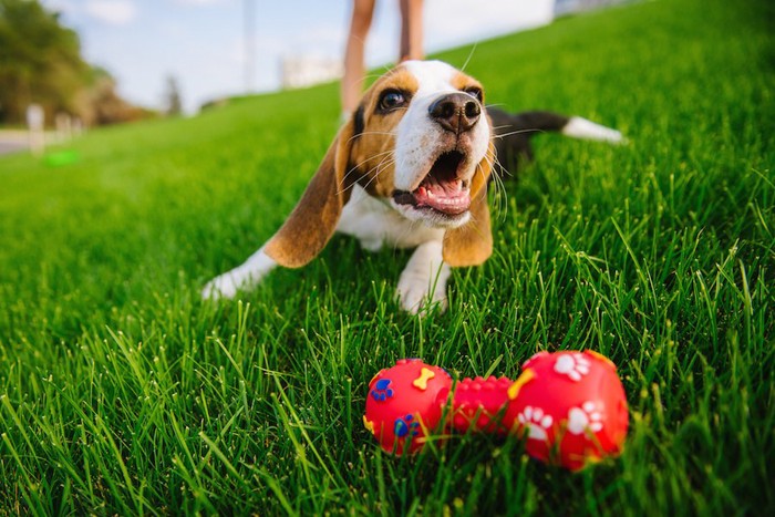 芝生の上でおもちゃで遊ぶ犬