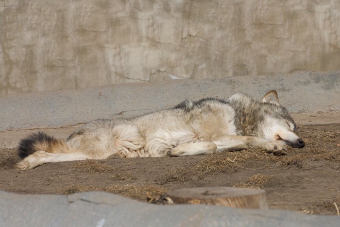 睡眠中のオオカミ