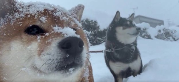 柴犬