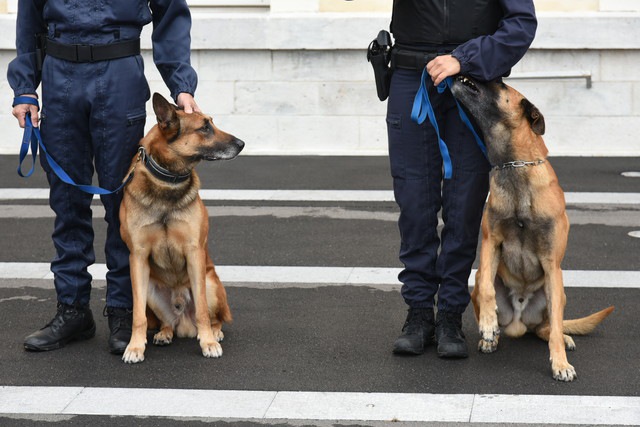 2匹の警察犬とハンドラー