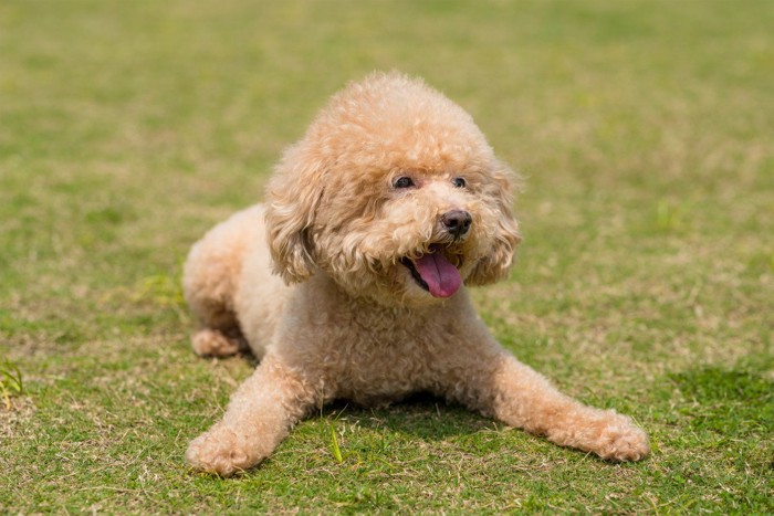 笑顔の子犬