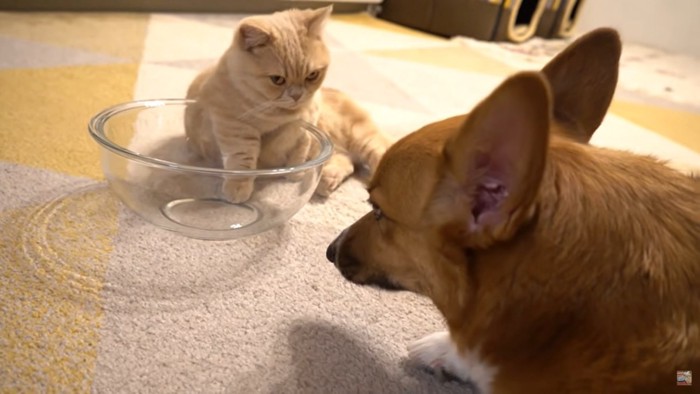 見つめあう猫と犬