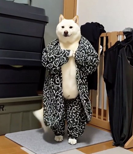 胸元に手を動かして踊る犬