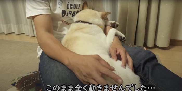 飼い主に抱かれて動かない柴犬