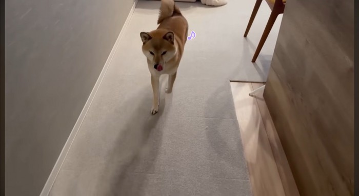 帰宅した飼い主を迎えにきた犬