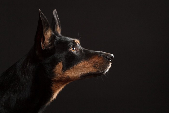 フラッシュ撮影される犬