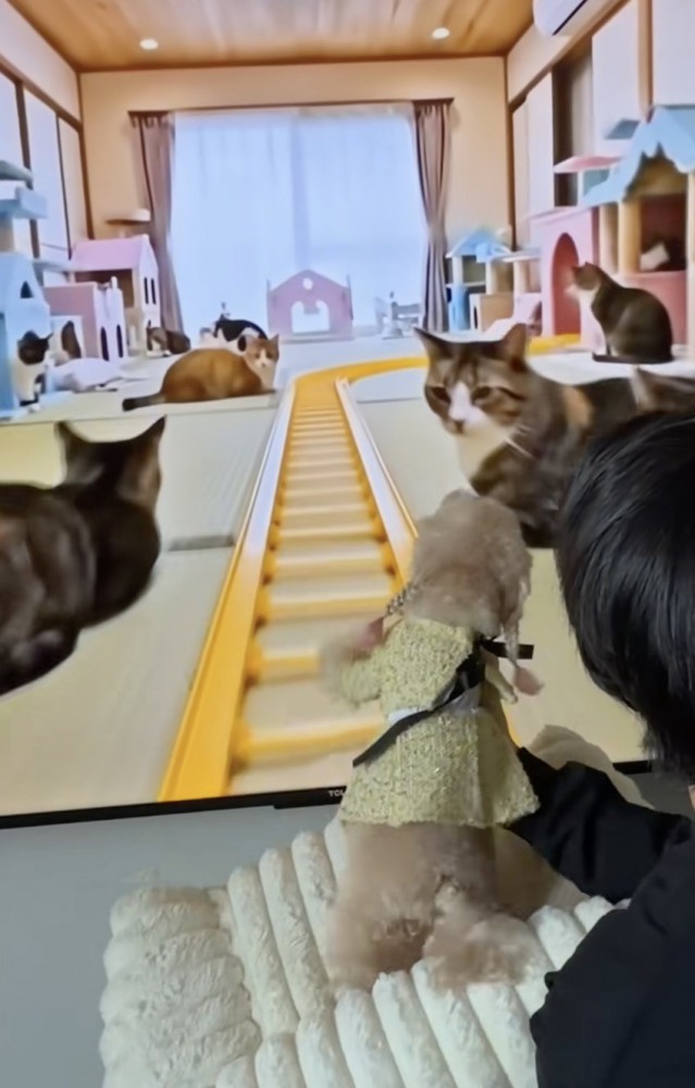 「猫、多すぎぃ」