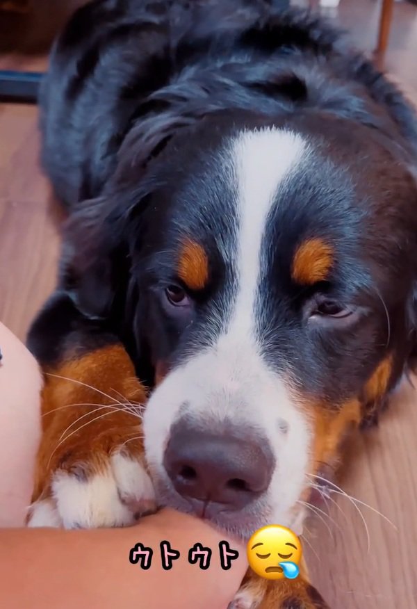 ウトウトするマロンちゃん
